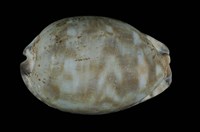 藏品(阿拉伯寶螺)的圖片